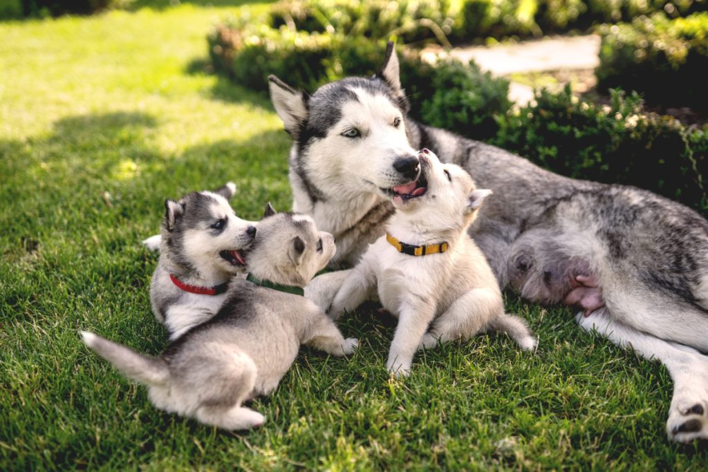 husky puppies. how much to feed a dog
