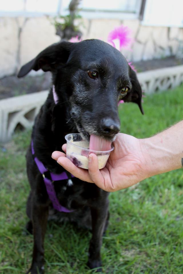 Lort Smith - DOG BOREDOM BUSTER TIP #4 Ice cube treats make for a