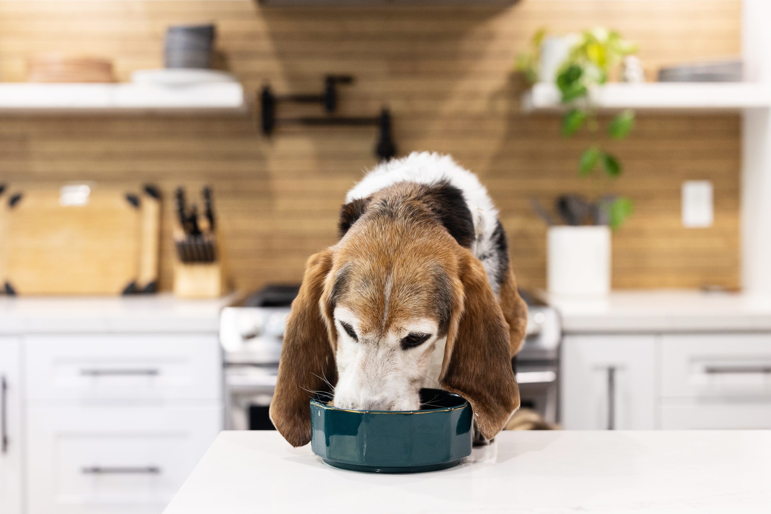 Is Rice Bad For Dogs?