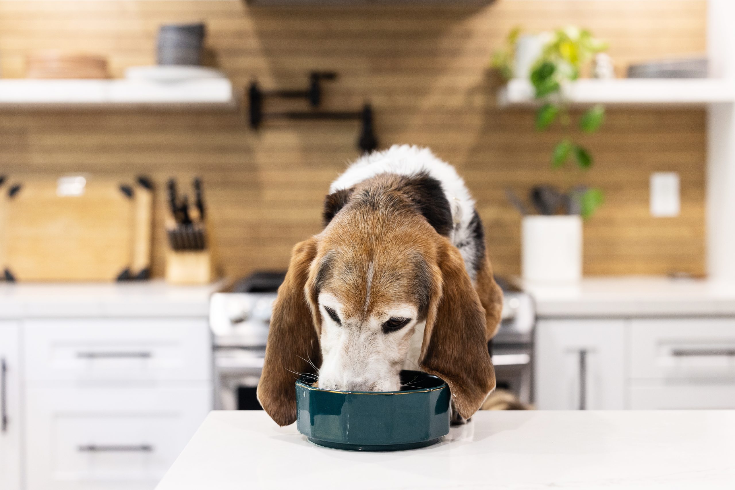 Is Rice Bad For Dogs JustFoodForDogs