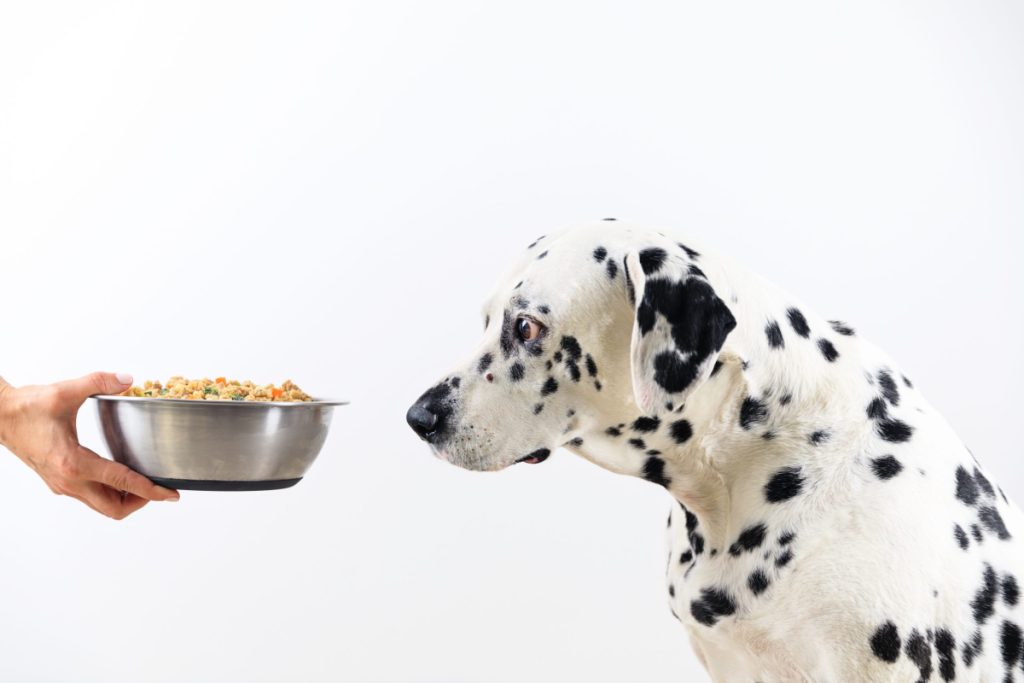 The Best Dog Food For Picky Eaters