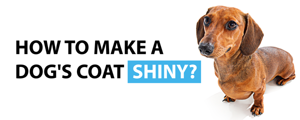how to make a dogs coat shiny