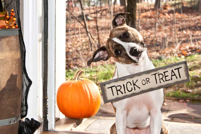 Halloween & Fall Hazards For Your Dog