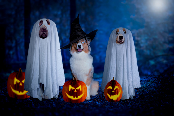 dogs at halloween