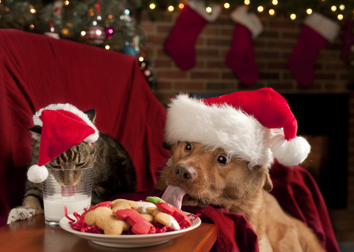 Don’t Let Your Pet Fall Victim to Holiday Dangers