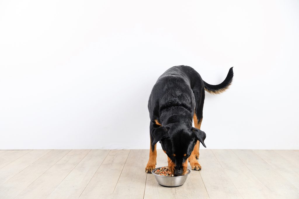 how to choose the right food for your dog