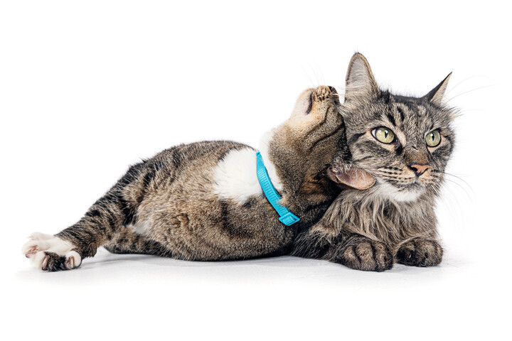 The 8 Most Common Cat Health Issues