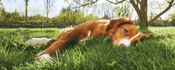 Heat Exhaustion in Pets