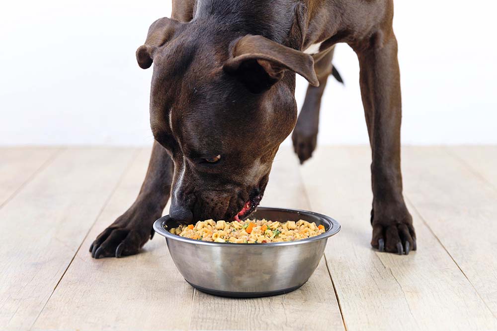 dog eating from bowl. digest