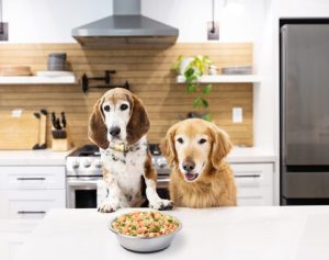 basset hound and golden dog
