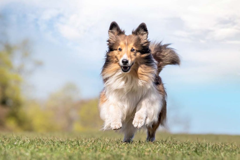 long hair dog breed collie