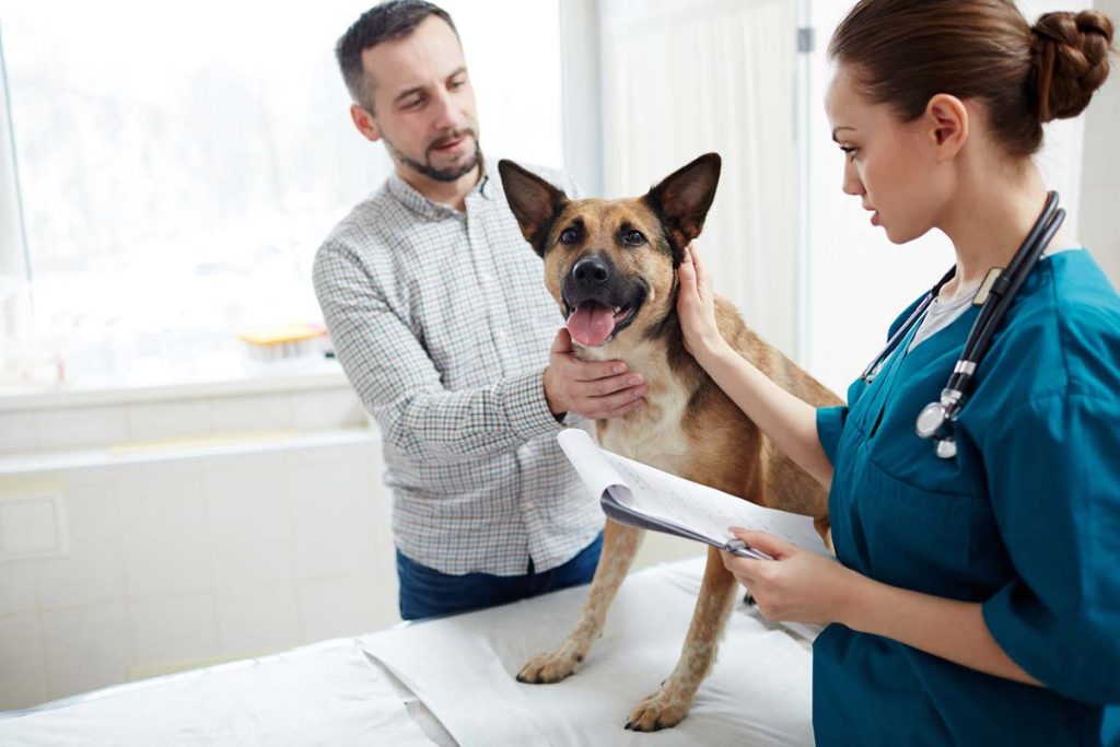 dog at the vet