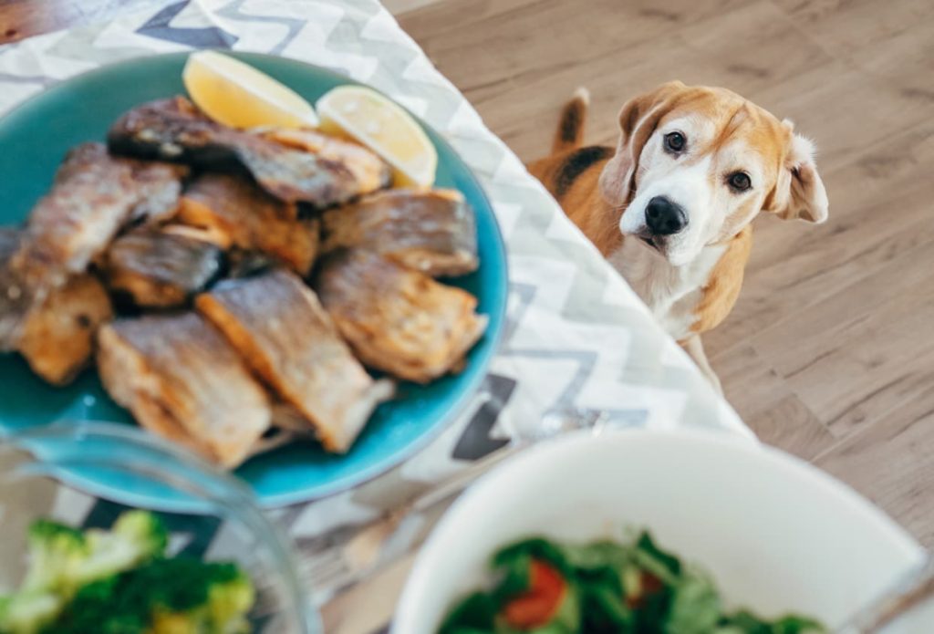 can dogs eat fish? a dog looks up at table of fish