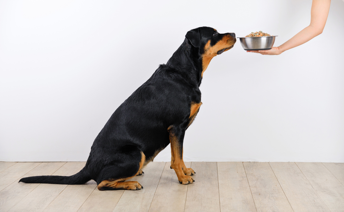 Dog Food For Picky Eaters