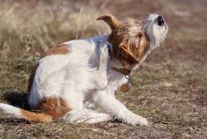 How To Help Your Dog With Itchy Skin