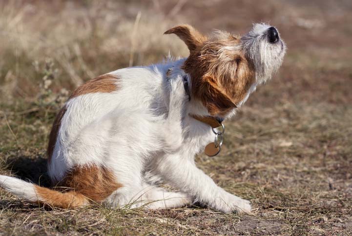 why do puppies drag their bums