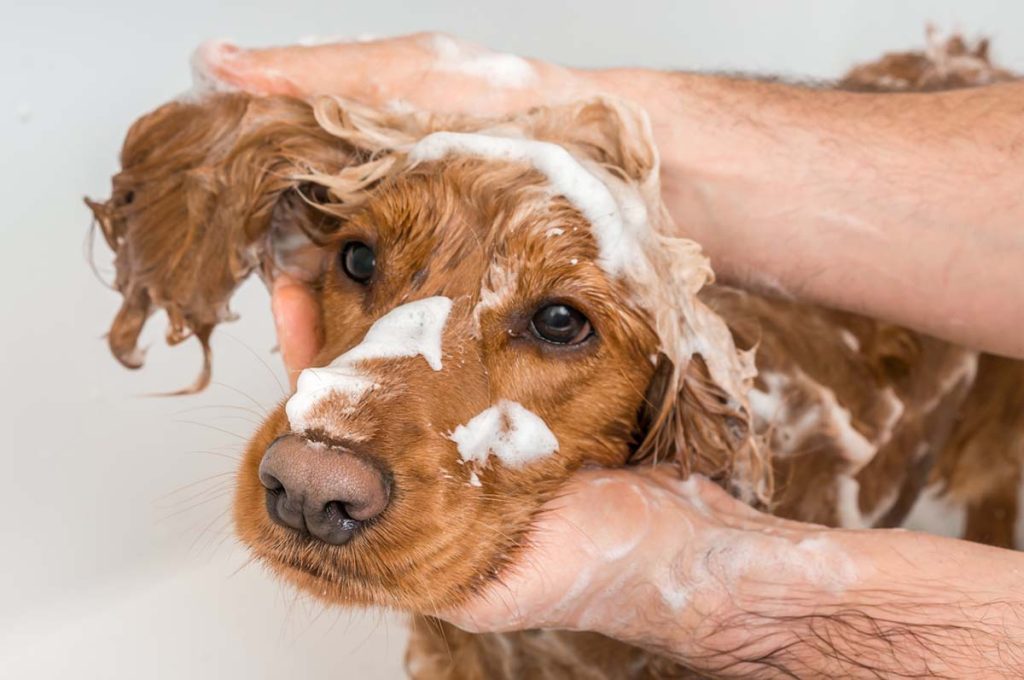 best dog shampoo for itchy skin
