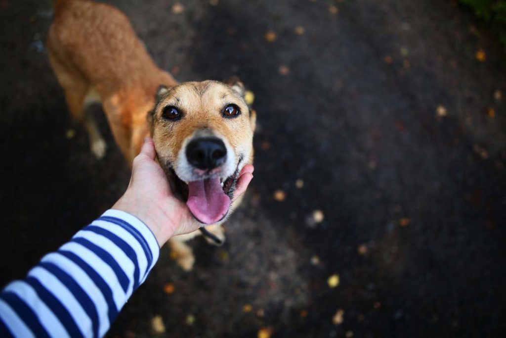 dog being petted