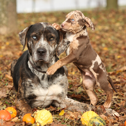 Can Dogs Eat Turkey? The Ultimate Guide