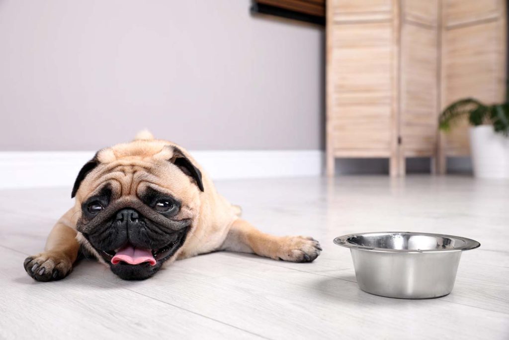 heat exhaustion in dogs. a pug on the floor