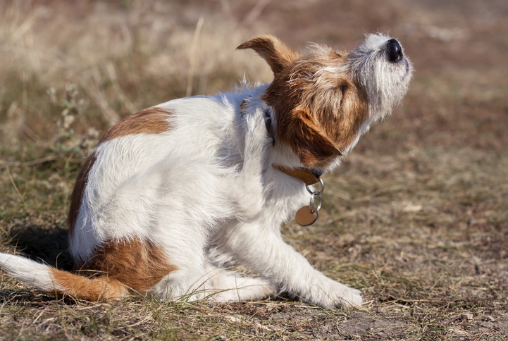 Best treatment for dogs with dry itchy skin sale