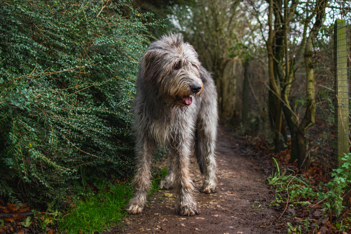 irish wolfhound