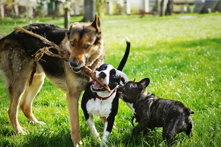 dogs playing