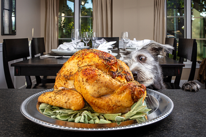 Can I Feed My Dog Chicken Liver Everyday Ultimate Guide Vet Advises