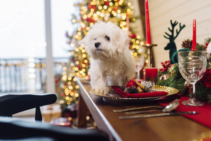 dog holiday table