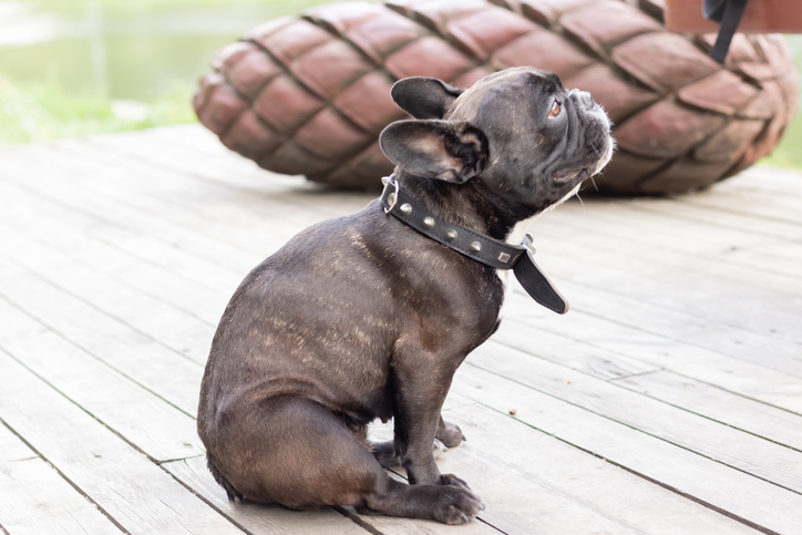 Dog itchy bum outlet home remedy