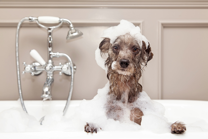 dog in a bathtub