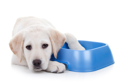 puppy next to empty bowl