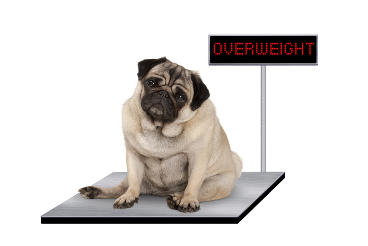 How to get your dog used to being weighed on the scales