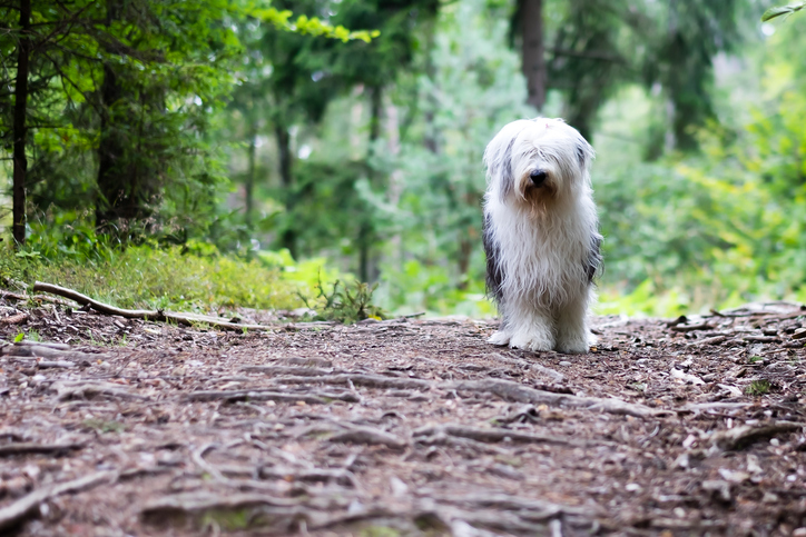 6 Long-Haired Dog Breeds