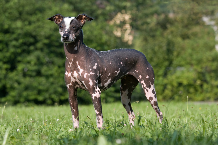 Large clearance hairless dog