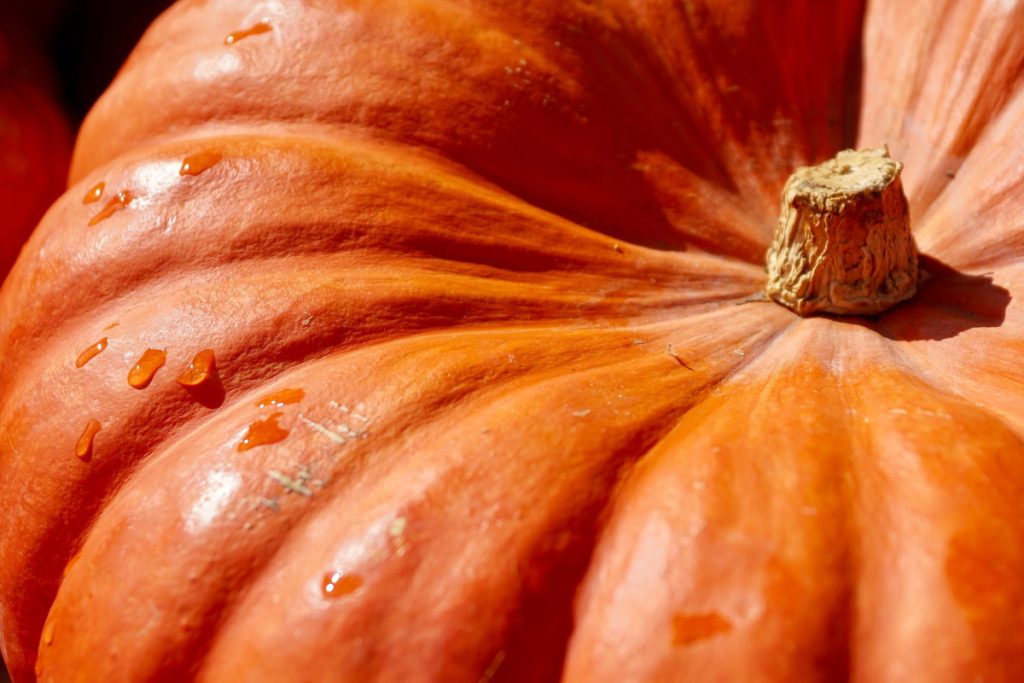 is raw pumpkin good for dogs? Can dogs eat pumpkin