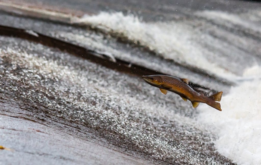 a fish jumping in a stream