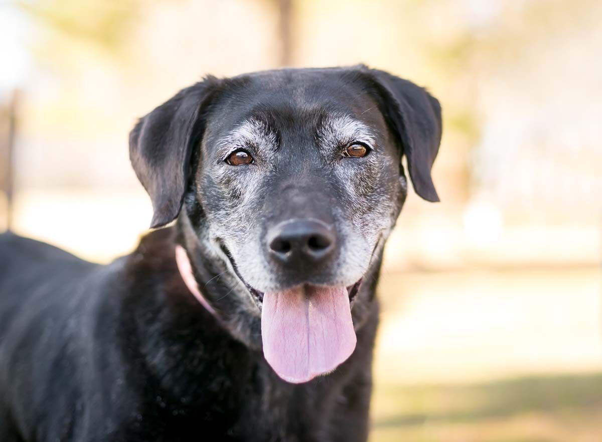 Better with Age: Why Older Pets are a Great Adoption Option 