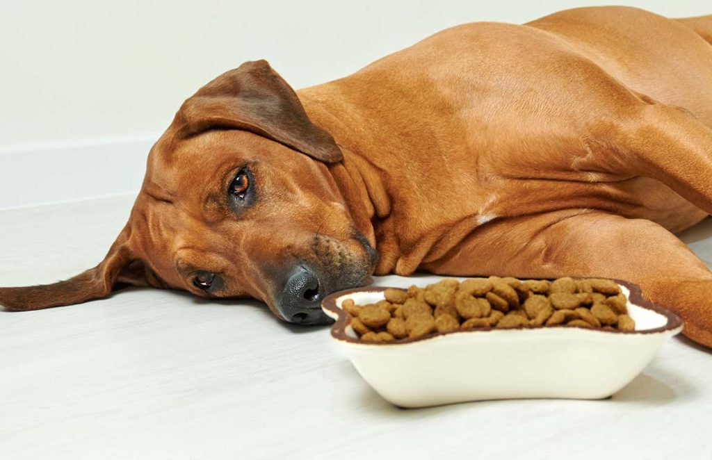 Old dog stopped store eating