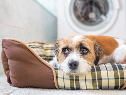 Dog ate foam outlet bedding