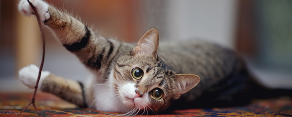 Top health concerns for cats