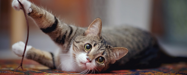 Everything You Need to Know About Pica in Cats