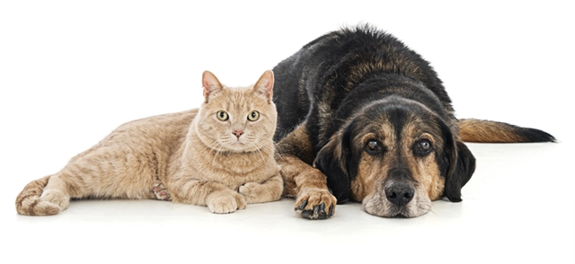 a dog and a cat lying next to eachother