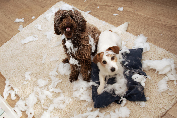 Dog mischief. Two dogs with innocent expression after destroy a pillow. separation anxiety and obedience training concept. High angle view.