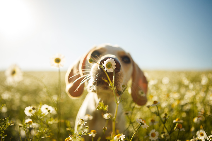 How to Prepare Your Pets for Spring