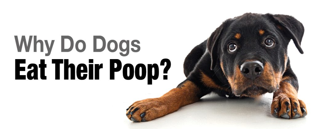 Why do dogs eat their poop