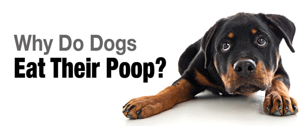 What happens if 2024 puppy eats poop