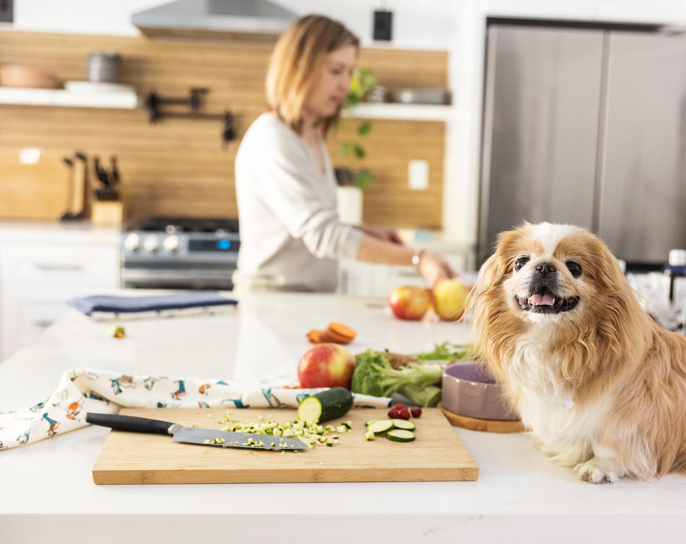 dog on a kitchen counter near food prep