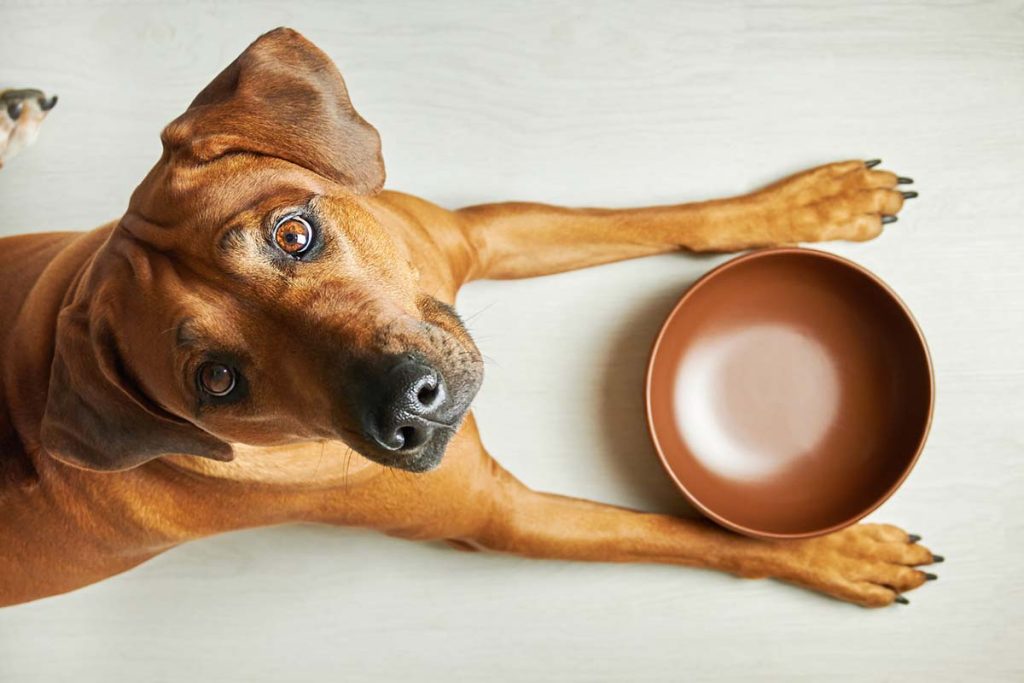 brown dog looking up from empty bowl