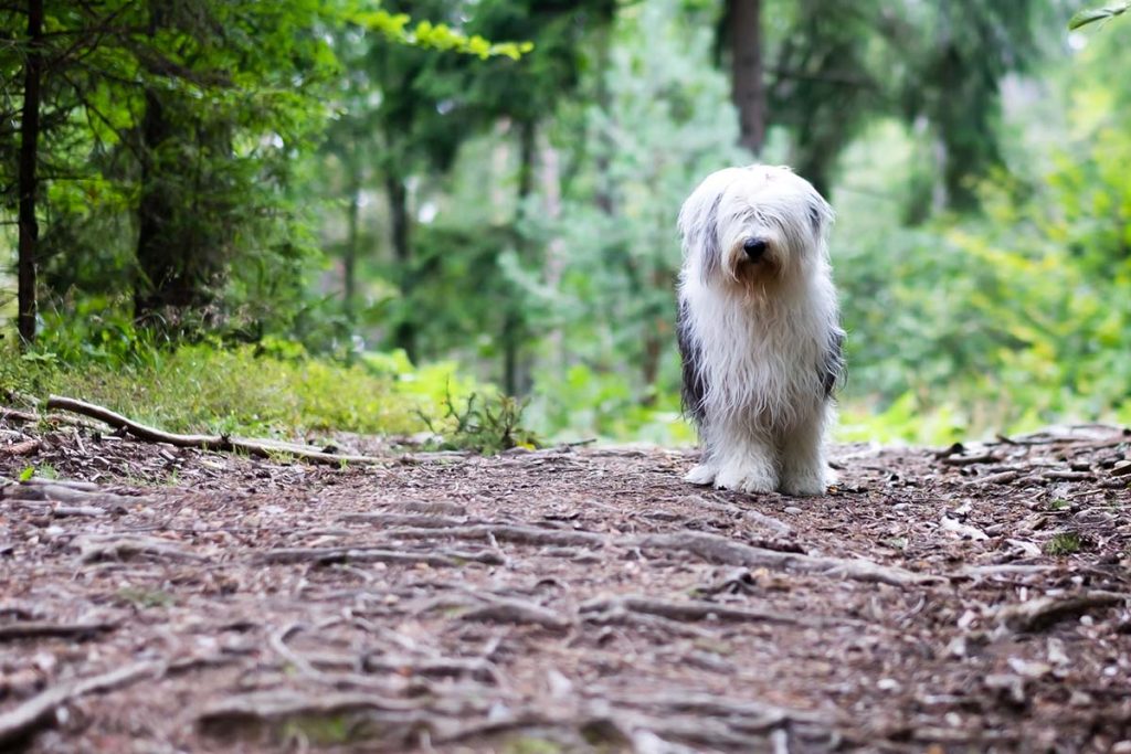 shaggy dog